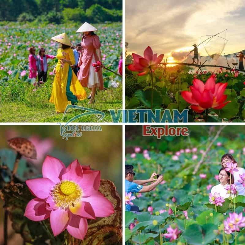 Cánh đồng sen Trà Lý - Viên ngọc xanh giữa lòng Quảng Nam